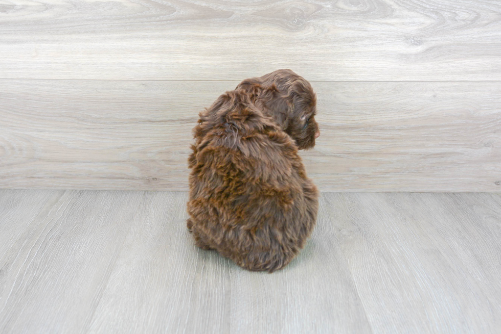 Cute Portuguese Water Dog Purebred Pup
