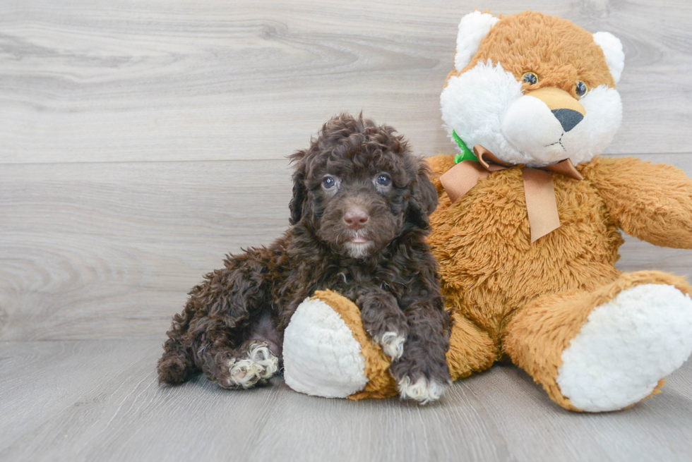 Friendly Portuguese Water Dog Purebred Pup