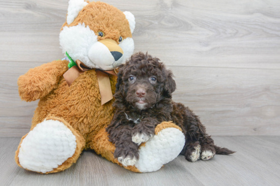 Small Portuguese Water Dog Purebred Pup