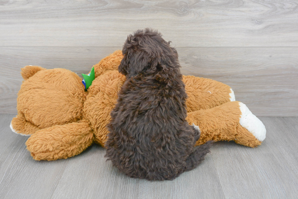 Portuguese Water Dog Puppy for Adoption