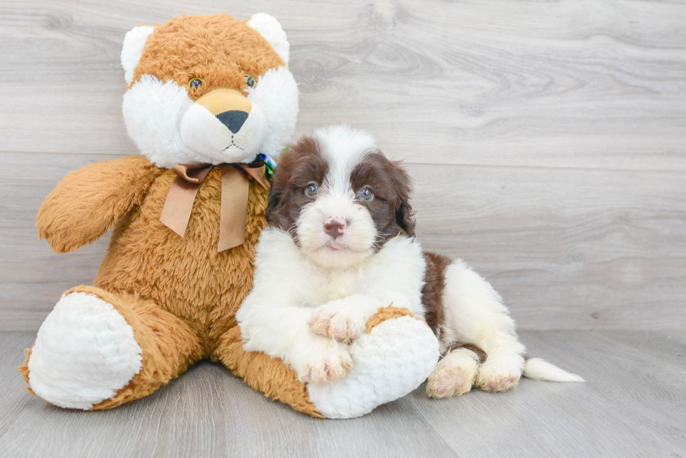 Fluffy Portuguese Water Dog Purebred Puppy