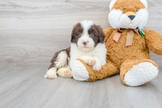 Happy Portuguese Water Dog Purebred Puppy