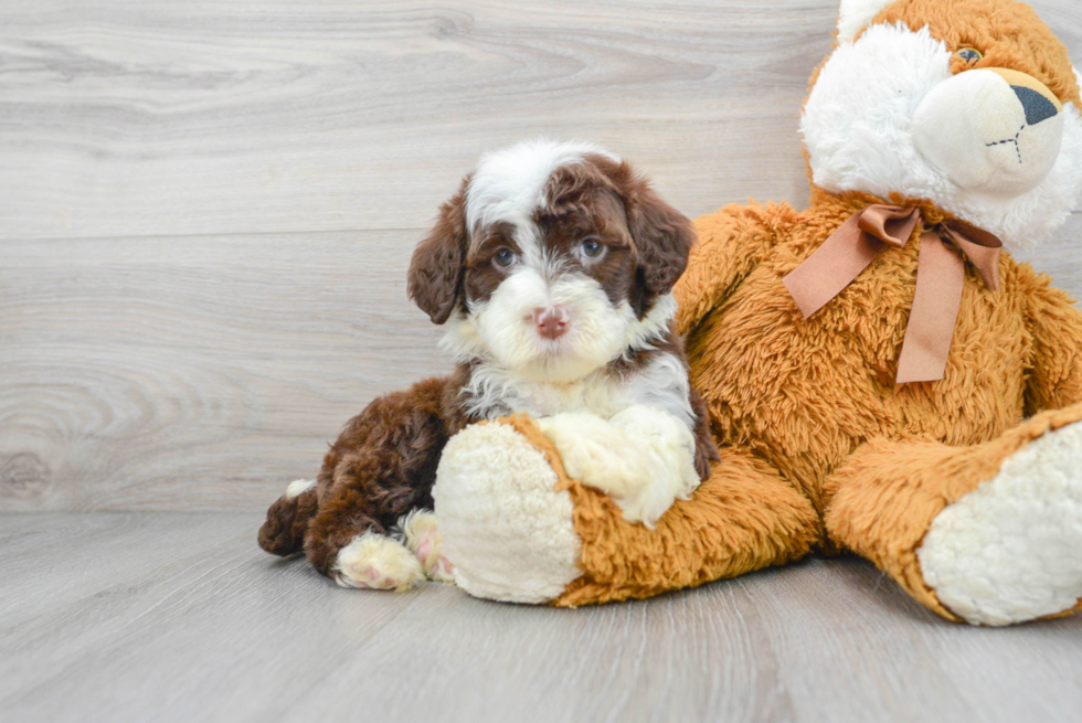 Funny Portuguese Water Dog Purebred Pup