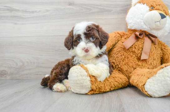 Funny Portuguese Water Dog Purebred Pup