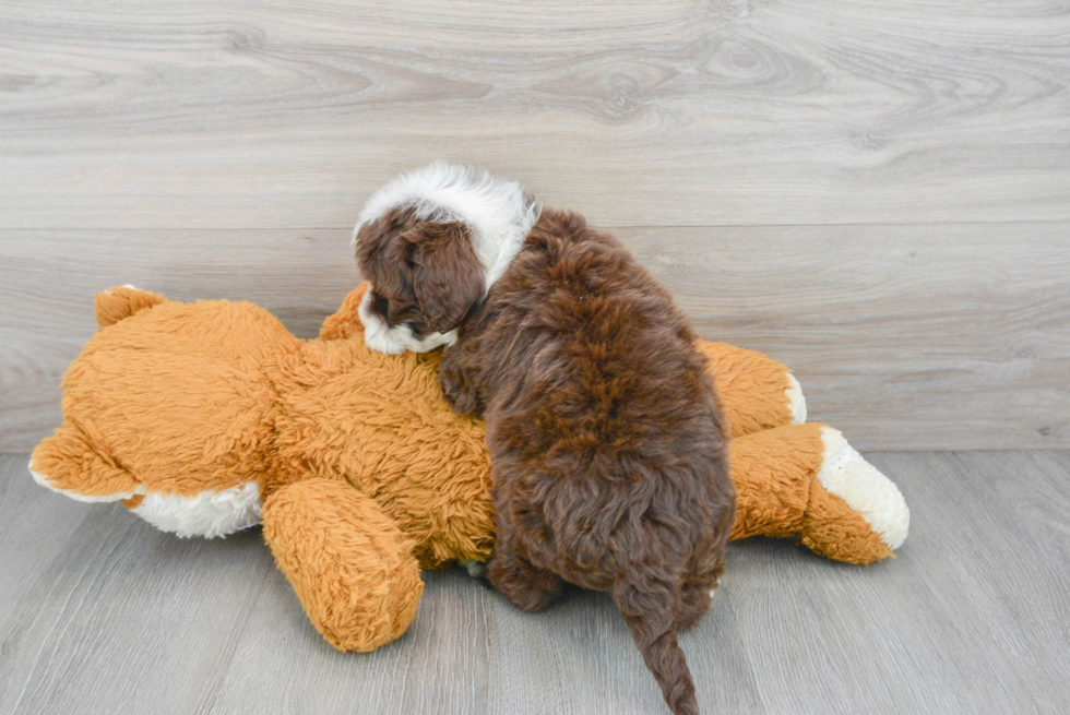 Portuguese Water Dog Puppy for Adoption