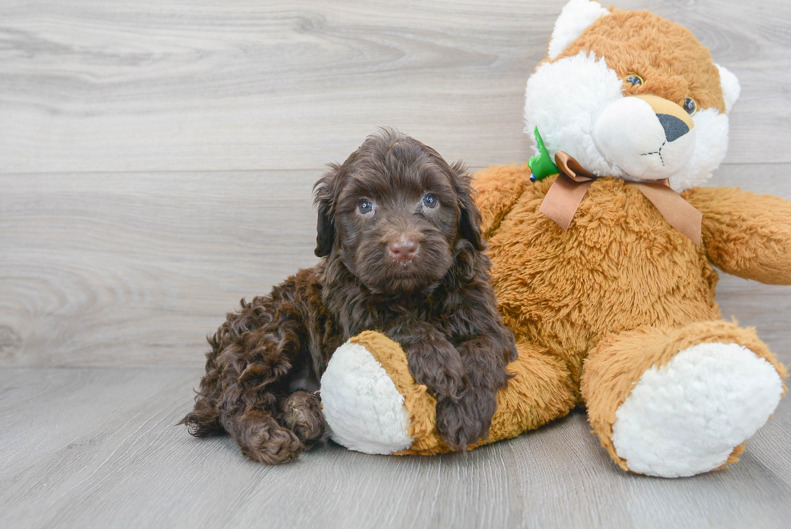 Cute Portuguese Water Dog Purebred Puppy