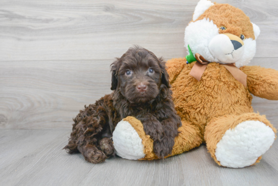 Cute Portuguese Water Dog Purebred Puppy