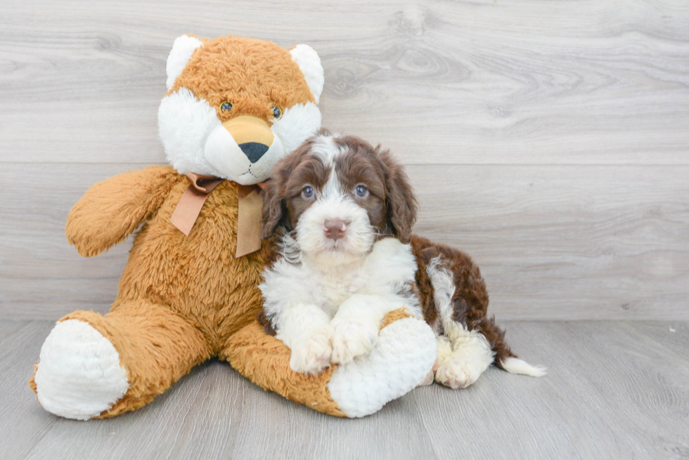 Popular Portuguese Water Dog Baby