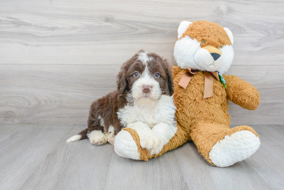 Small Portuguese Water Dog Baby