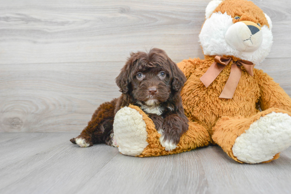 Energetic Portuguese Water Dog Purebred Puppy