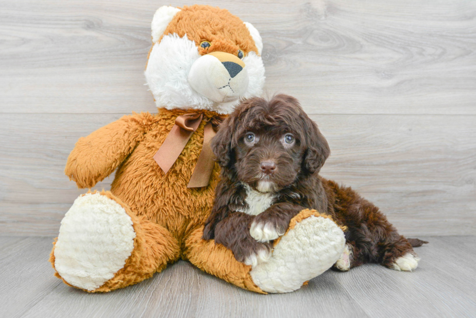 Smart Portuguese Water Dog Purebred Puppy