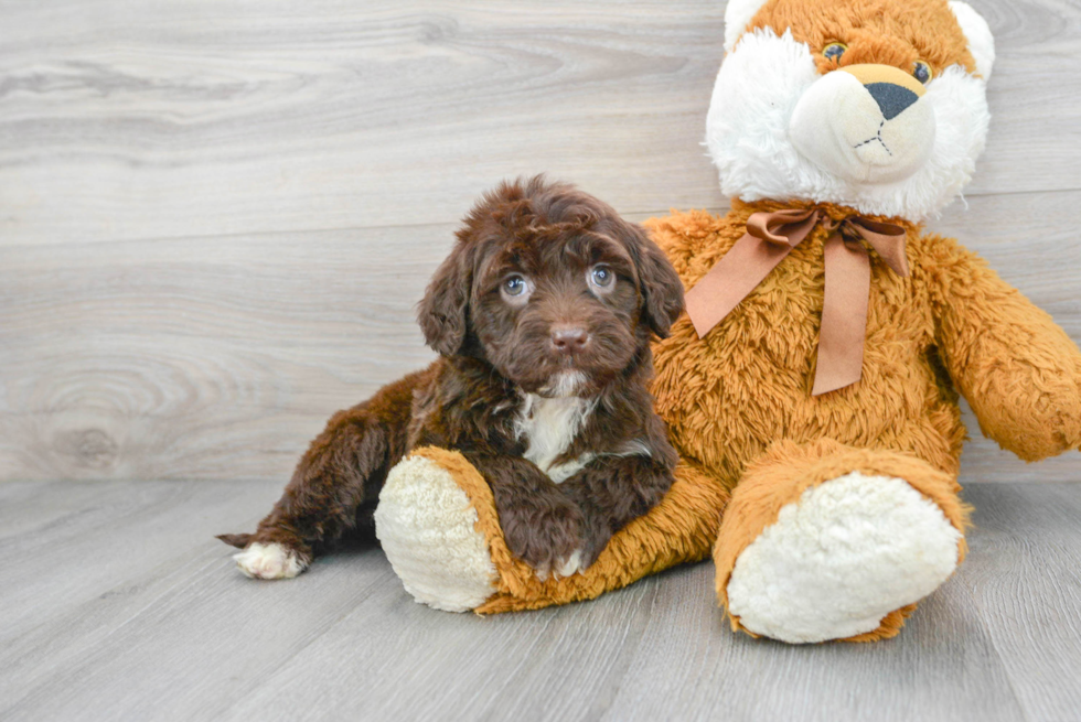 Happy Portuguese Water Dog Purebred Puppy