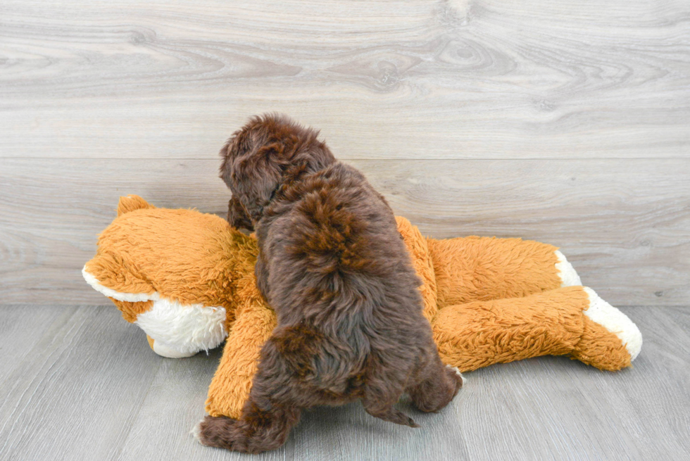 Sweet Portuguese Water Dog Purebred Puppy