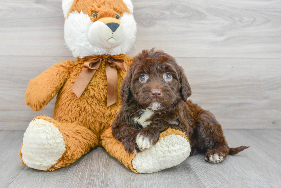 Portuguese Water Dog Puppy for Adoption