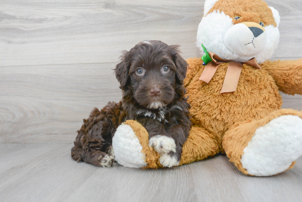 Portuguese Water Dog Pup Being Cute