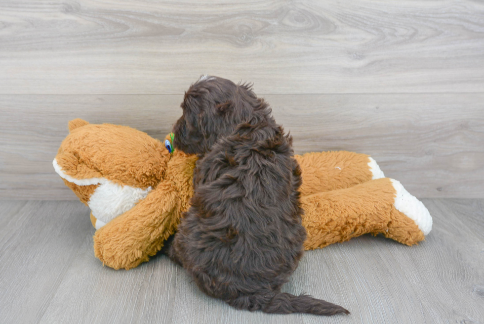 Adorable Portuguese Water Dog Purebred Puppy