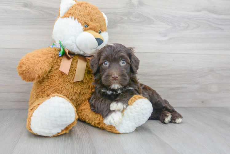 Portuguese Water Dog Puppy for Adoption