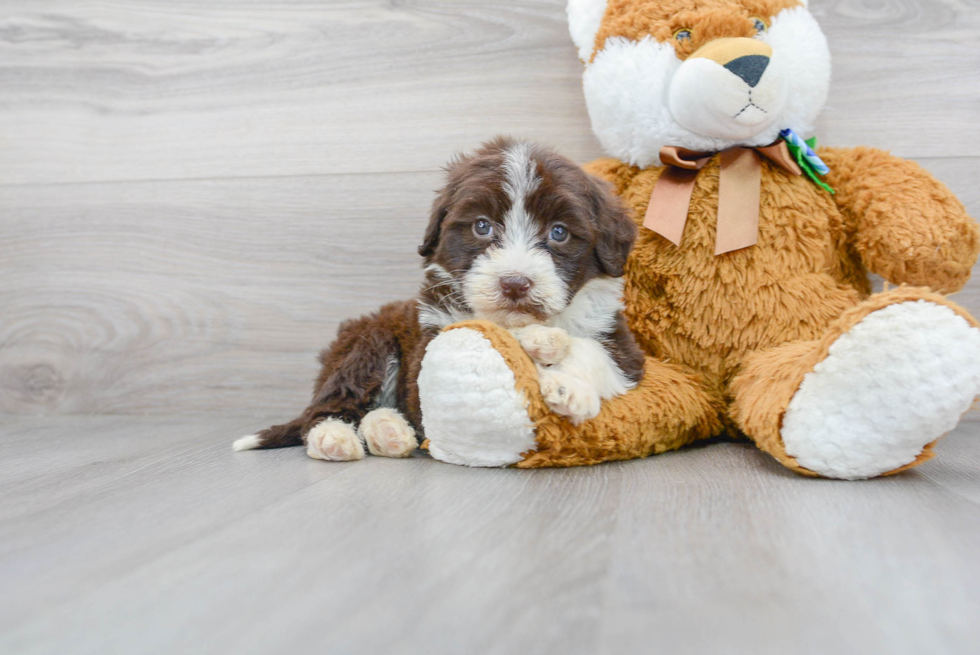 Cute Portuguese Water Dog Baby
