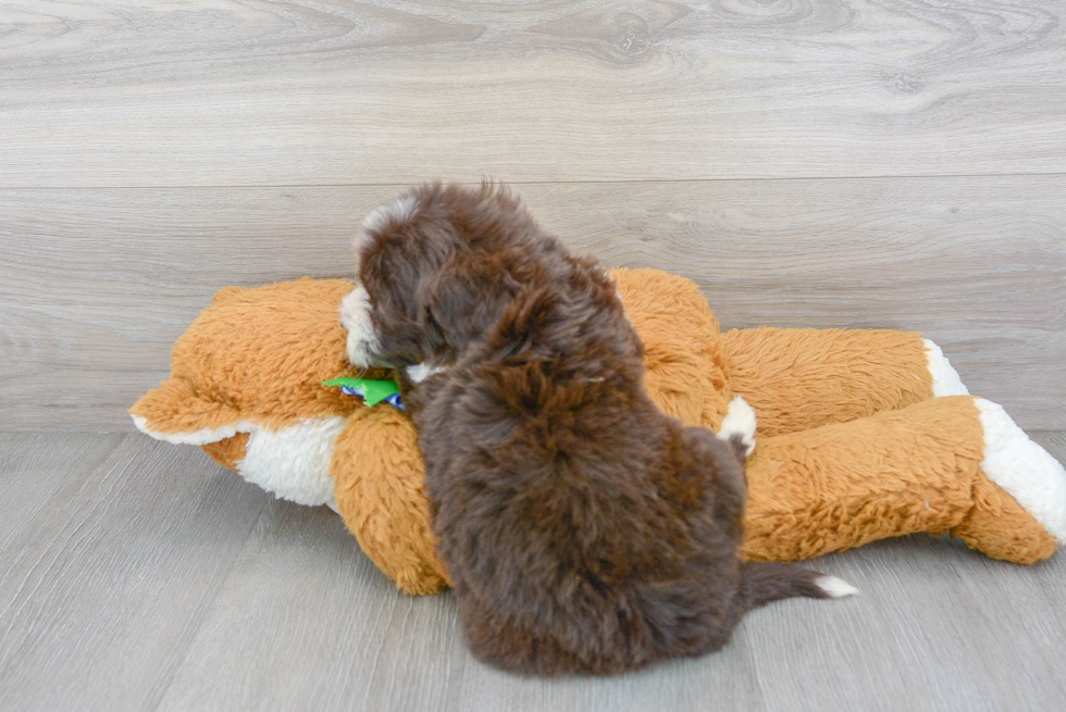 Portuguese Water Dog Puppy for Adoption
