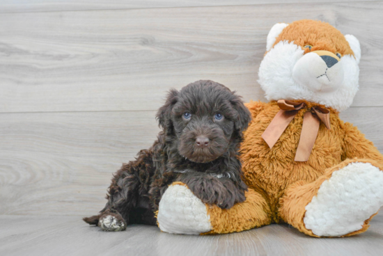 Portuguese Water Dog Pup Being Cute