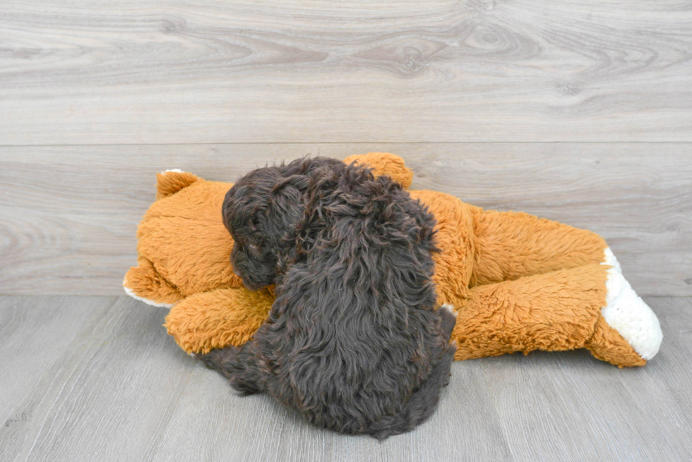 Popular Portuguese Water Dog Purebred Pup