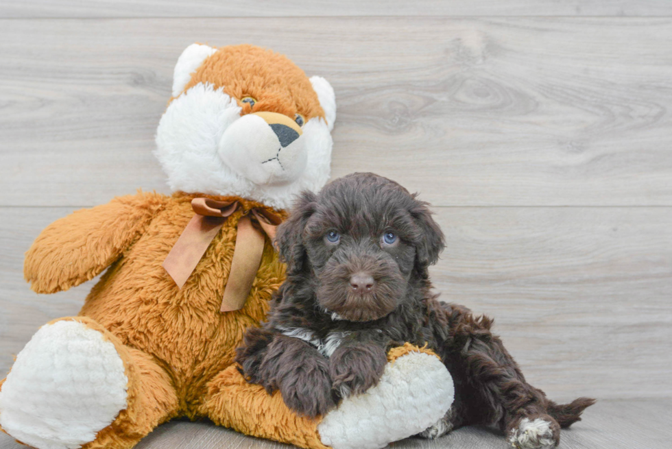 Portuguese Water Dog Pup Being Cute