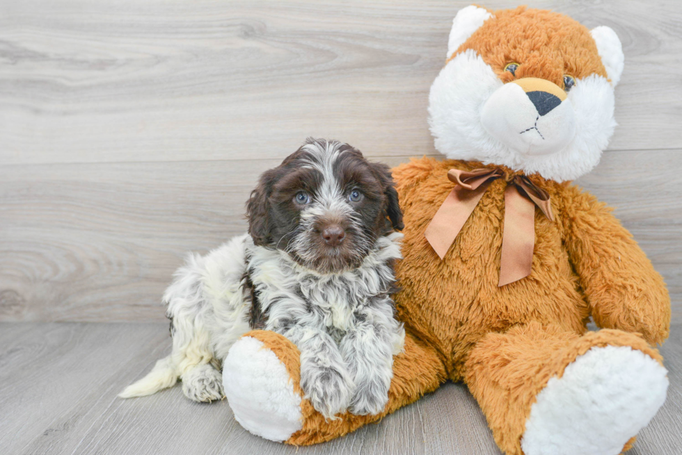 Portuguese Water Dog Puppy for Adoption