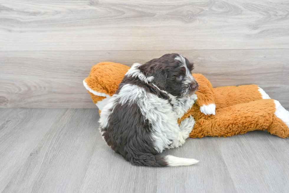 Hypoallergenic Portuguese Water Dog Purebred Pup