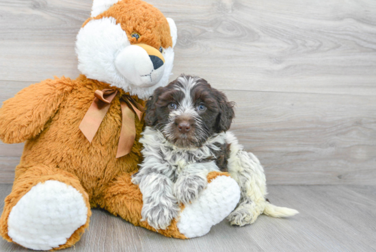 Hypoallergenic Portuguese Water Dog Baby