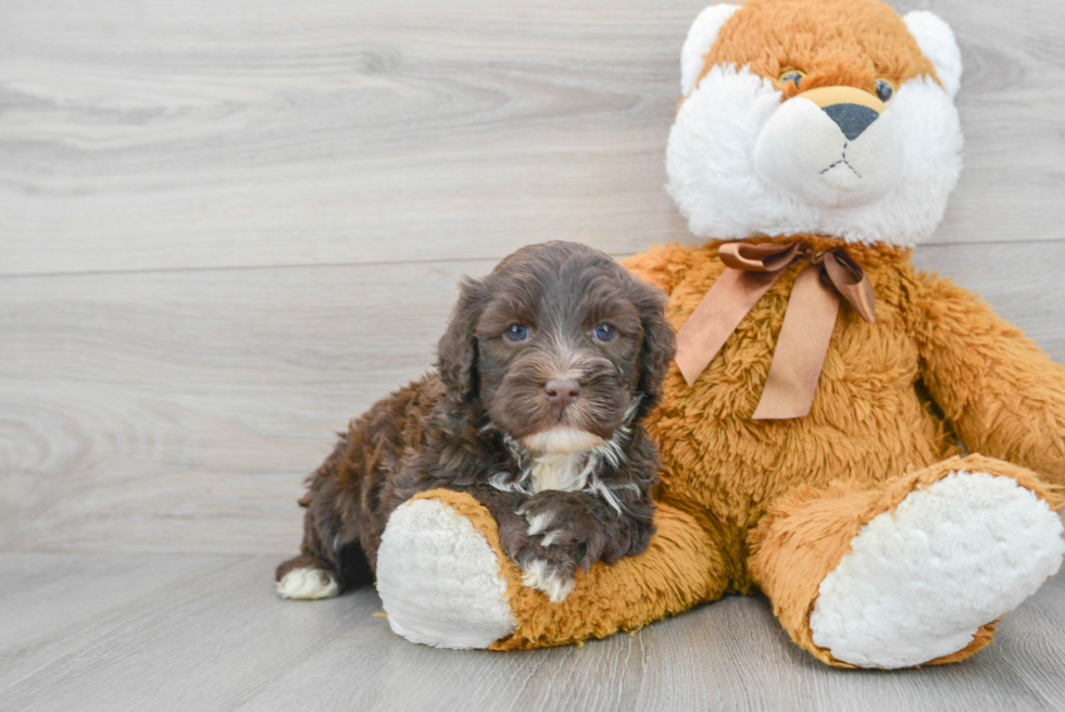 Little Portuguese Water Dog Baby