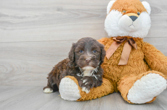 Little Portuguese Water Dog Baby