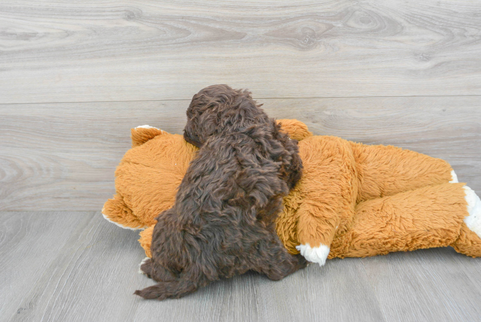 Cute Portuguese Water Dog Purebred Puppy