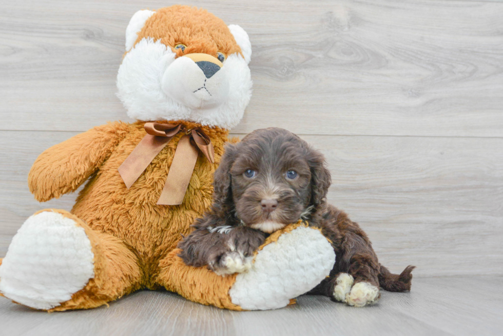 Small Portuguese Water Dog Purebred Pup