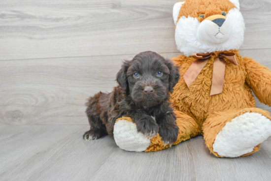 Petite Portuguese Water Dog Purebred Puppy