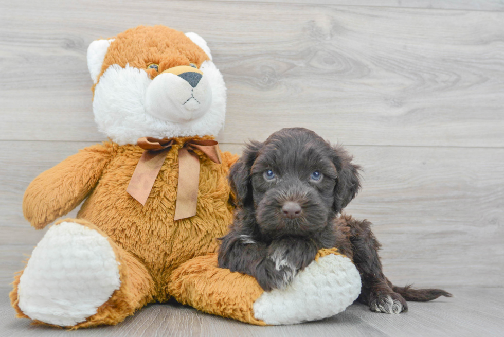 Portuguese Water Dog Pup Being Cute