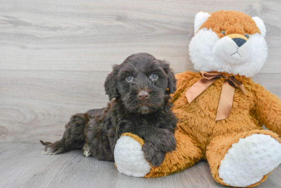 Akc Registered Portuguese Water Dog Baby