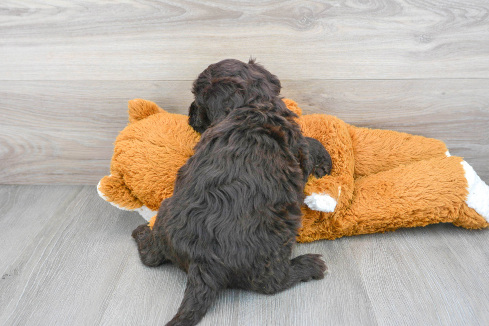 Friendly Portuguese Water Dog Baby