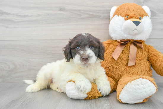 Funny Portuguese Water Dog Purebred Pup