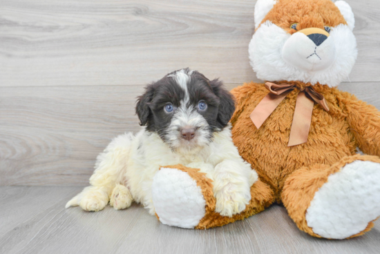 Funny Portuguese Water Dog Purebred Pup