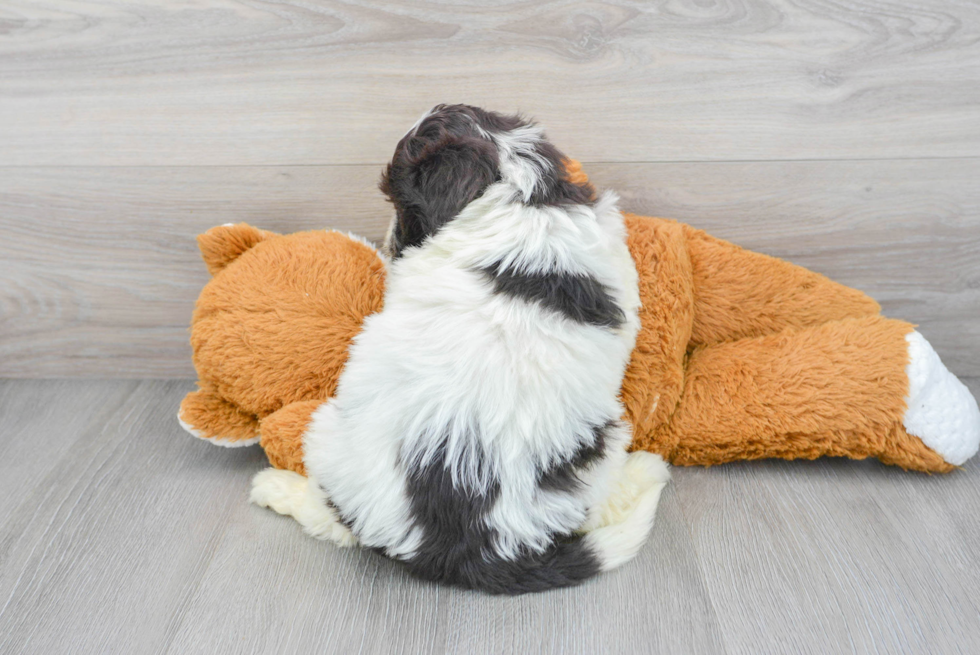 Portuguese Water Dog Puppy for Adoption