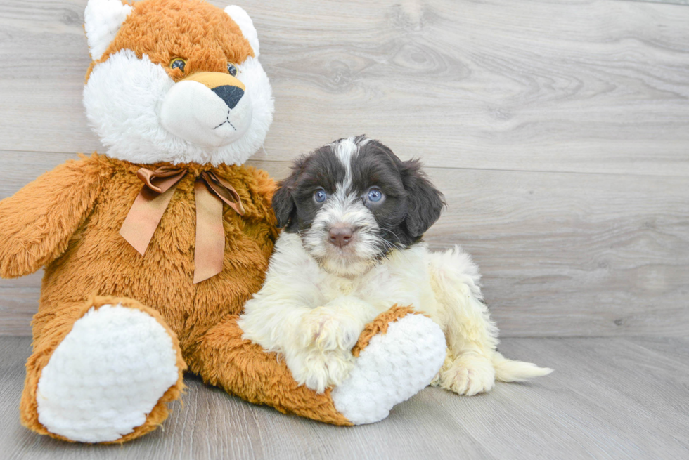 Friendly Portuguese Water Dog Baby