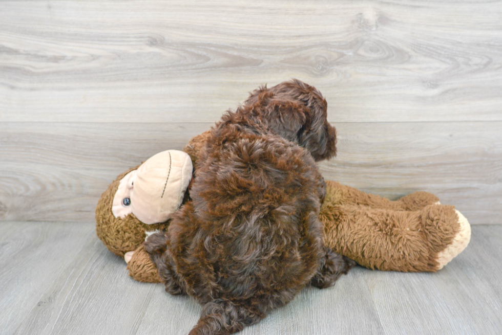 Friendly Portuguese Water Dog Baby