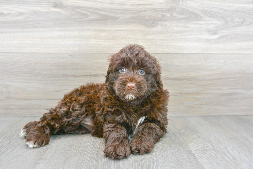 Portuguese Water Dog Pup Being Cute