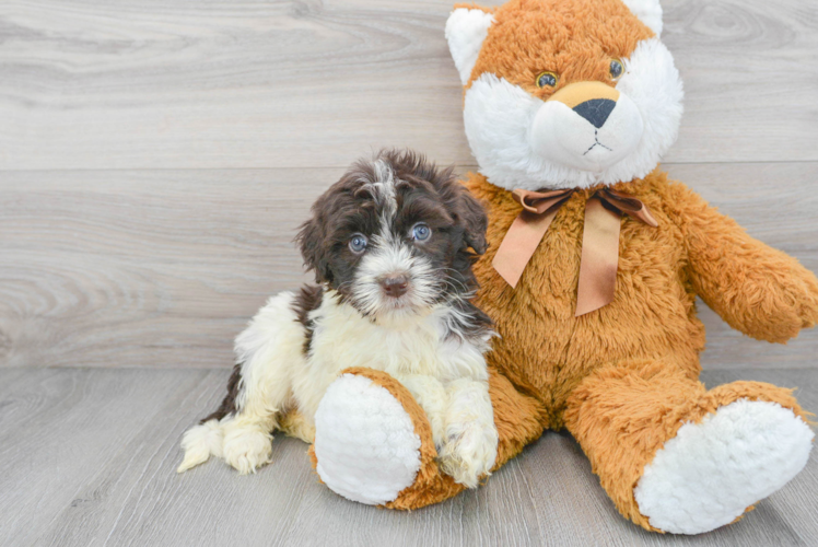 Best Portuguese Water Dog Baby