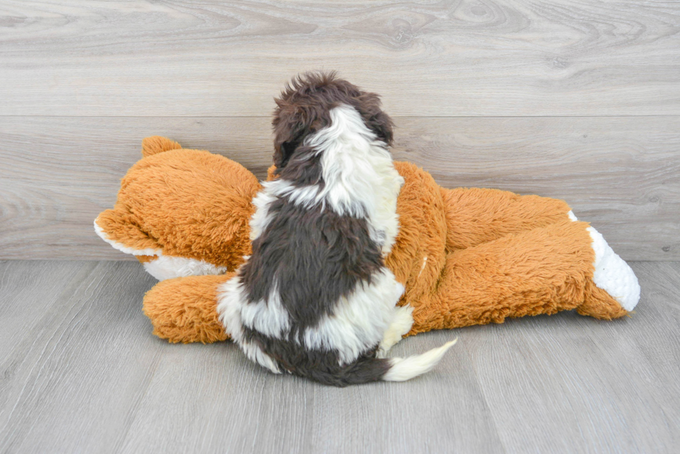 Funny Portuguese Water Dog Purebred Pup