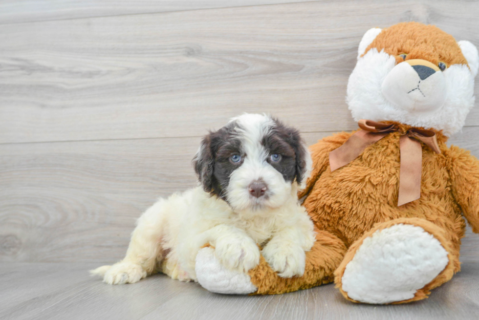 Best Portuguese Water Dog Baby