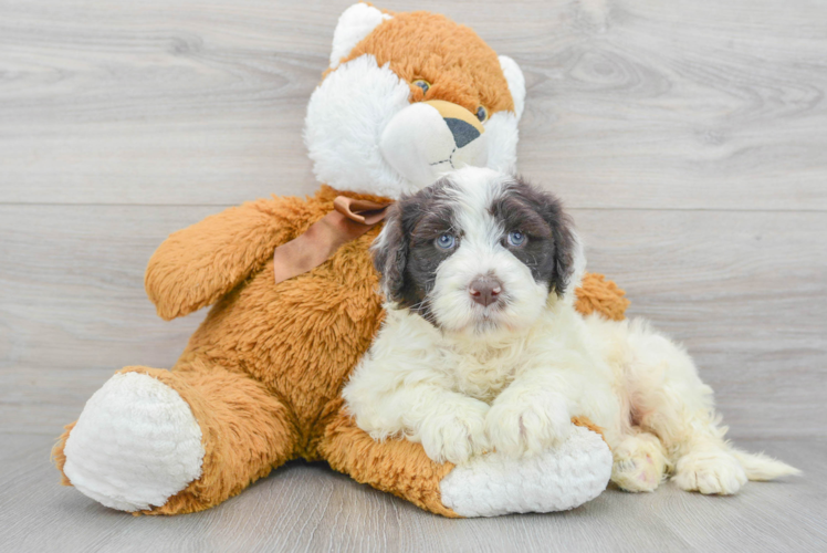 Little Portuguese Water Dog Purebred Pup