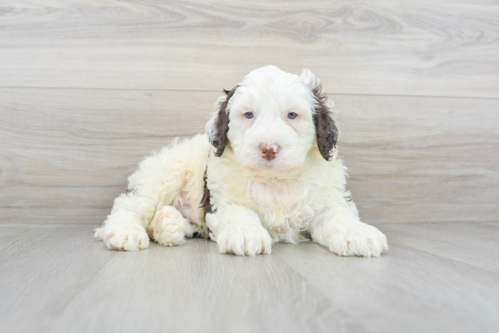 Portuguese Water Dog Pup Being Cute