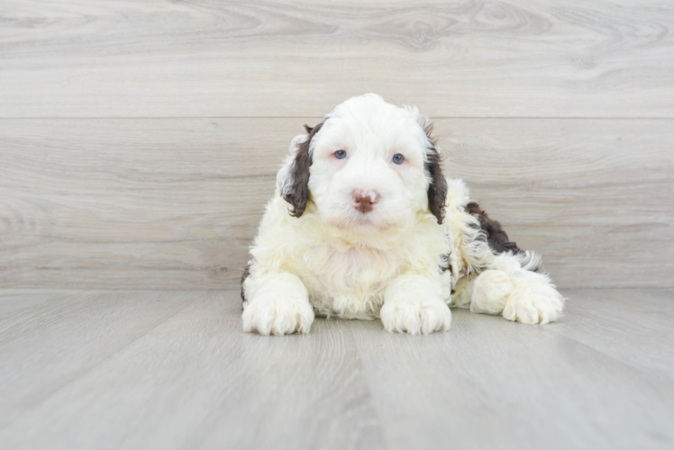 Small Portuguese Water Dog Purebred Pup