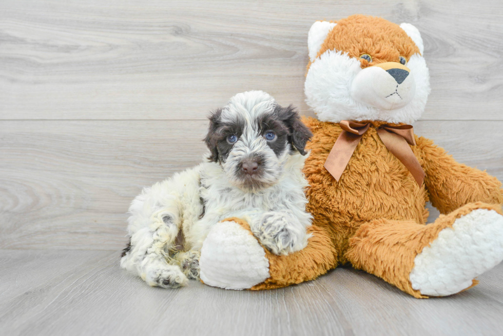 Small Portuguese Water Dog Baby